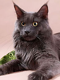 Yanouk of Curious Coons